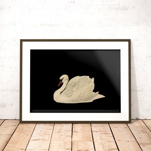 K&ouml;nnte beinhalten: Ein wei&szlig;er Schwan vor schwarzem Hintergrund. Der Schwan befindet sich in Ruheposition mit dem Kopf zur Seite gedreht.