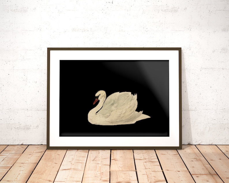 K&ouml;nnte beinhalten: Ein wei&szlig;er Schwan vor schwarzem Hintergrund. Der Schwan befindet sich in Ruheposition mit dem Kopf zur Seite gedreht.