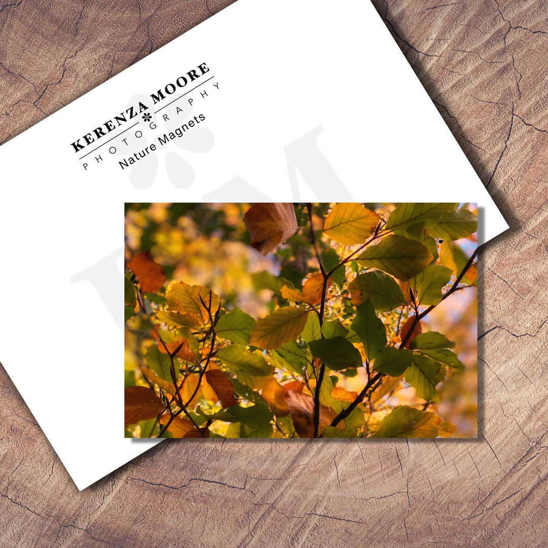 Autumn Leaves Fridge Magnets for Mum | Autumnal Vibes Letterbox Gift ...