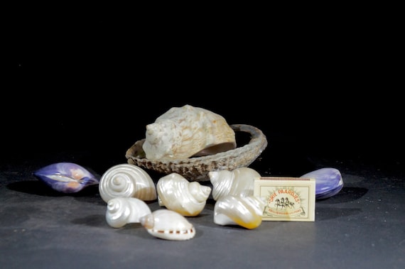Collectie oude schelpen 10 stuks