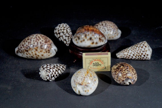 Collectie oude schelpen 8 stuks