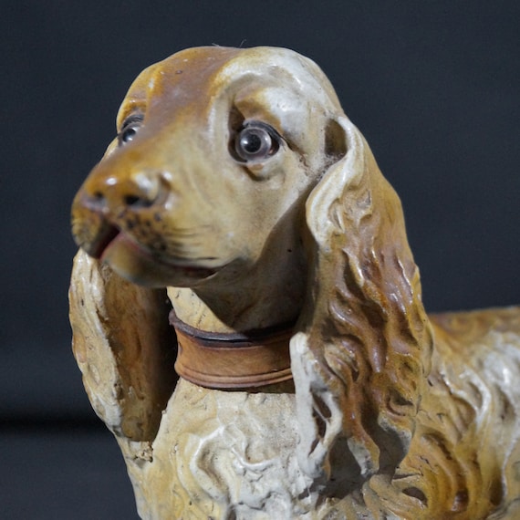 Lovely old spaniel dog