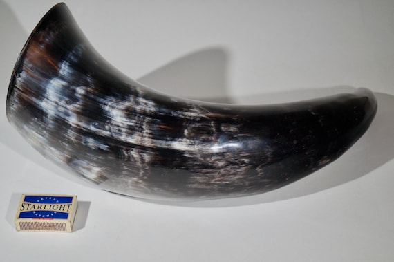 Big buffalo horn