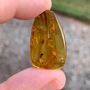 Polished Amber Chiapas Mexico Mineral Specimen