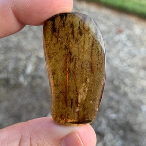 Polished Amber Chiapas Mexico Mineral Specimen