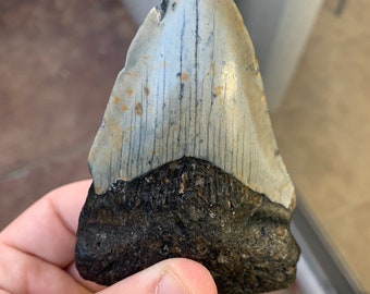 Megalodon Zahn Fossil Prähistorische Hai South Carolina USA Mineral Specimen