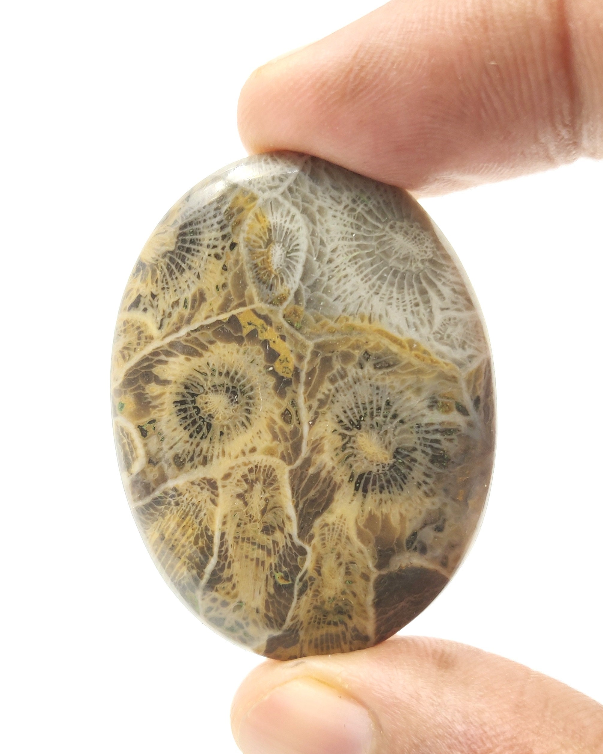 47.15 Carat Natural Fossil Coral Jasper Gemstone Smooth Etsy