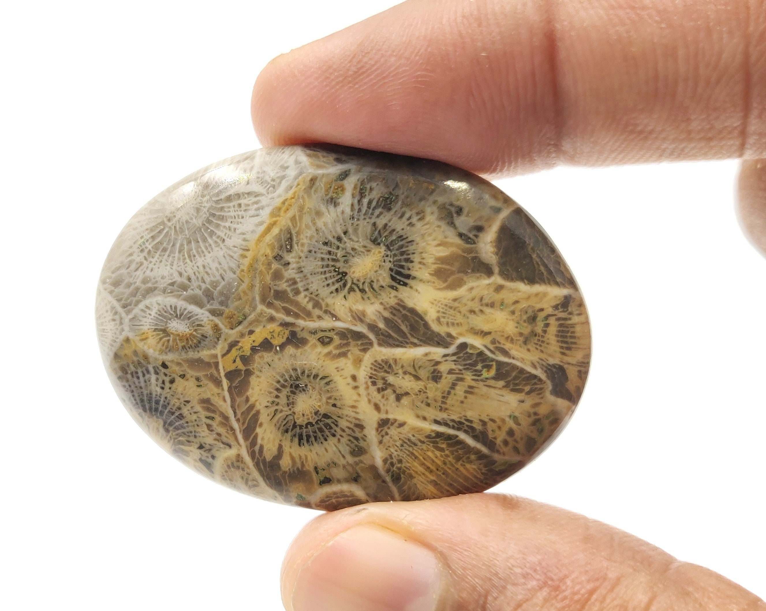 47.15 Carat Natural Fossil Coral Jasper Gemstone Smooth Etsy