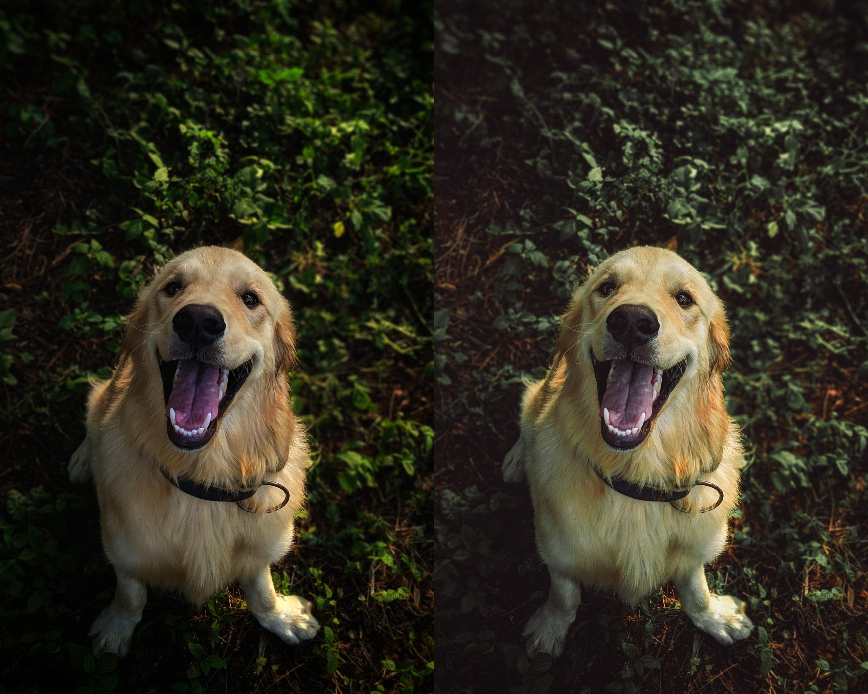 Dog Mobile Lightroom Preset, Pet Presets, Dark Green, Earthy Tones ...