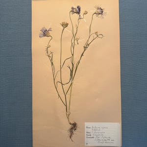 May include: A pressed botanical specimen of a plant with delicate purple flowers and slender stems, mounted on a beige paper. A small label with handwritten text is attached to the paper. The background is a solid blue.