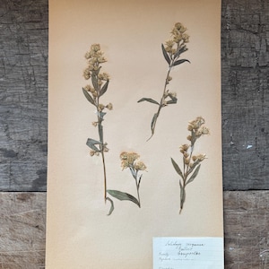Vintage Pressed Flower Botanical Herbarium Art - Goldenrod | Brocante Shabby Chic