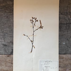 Vintage Pressed Flower Botanical Herbarium Art - Birch Brocante Shabby Chic 1923