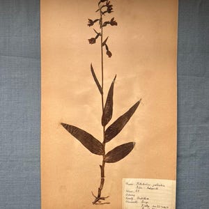 May include: A pressed botanical specimen of a plant with long, slender leaves and small, delicate flowers. The plant is mounted on a tan paper background. A small, handwritten label is attached to the paper, providing details about the plant's classification and origin.