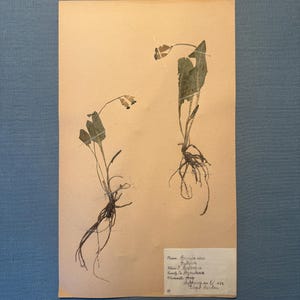 Op de afbeelding: Een botanisch exemplaar van twee planten, geperst en gemonteerd op bruin papier. De planten hebben wortels, stengels en bladeren. Een handgeschreven label met botanische informatie is bevestigd. De achtergrond is een blauw oppervlak.