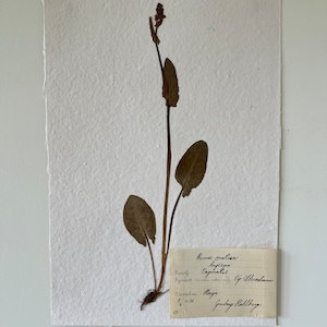 Pressed Flower Botanical Herbarium Art A4 - Sorrel