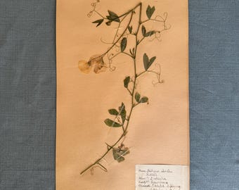 1 de 5 páginas de herbario antiguas y raras de la década de 1930 - Guisante. Obra botánica prensada. Ejemplar prensado auténtico vintage, decoración floral.