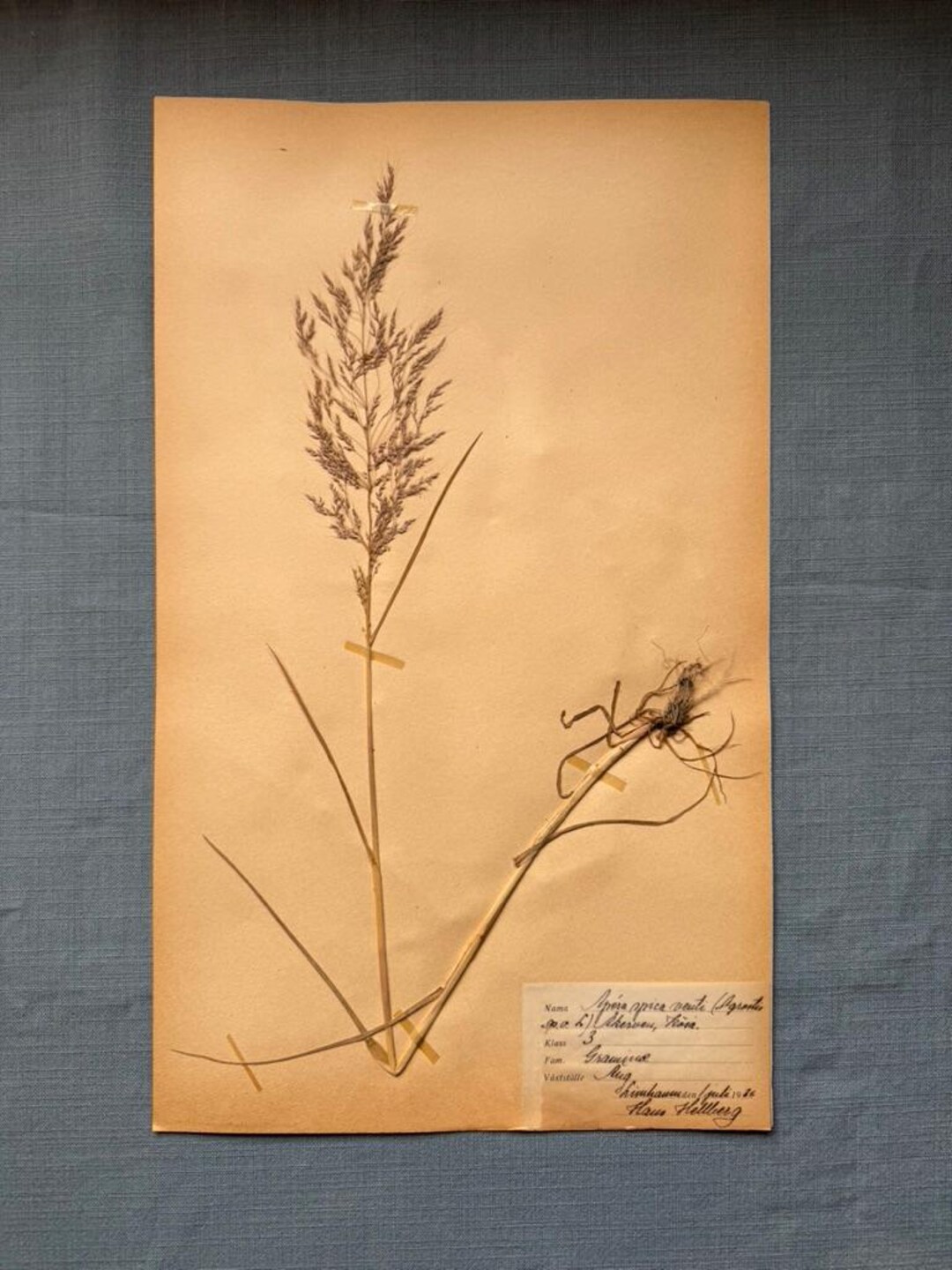 Grasses 1 of 10 Antique Rare 1930's Herbarium Pages. Pressed Botanical ...