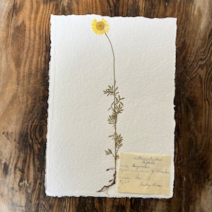 Pressed Flower Botanical Art A4 - Golden Marguerite