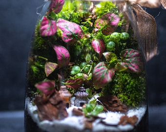 Kit terrarium vertical plante DIY & Bocal