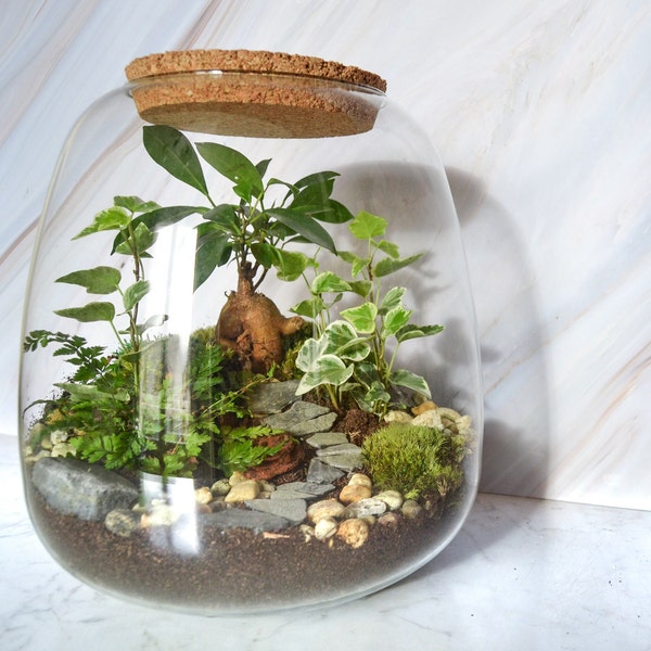 Kit terrarium 3 plantes DIY Jardin d’Asie & Bocal