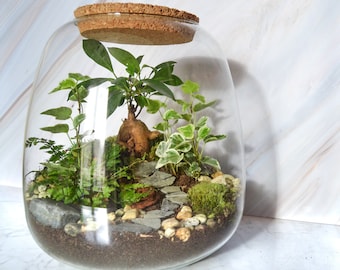 Terrarium kit 3 plants DIY Asian Garden & Jar