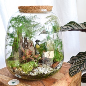Kit terrarium 3 plantes DIY Japanoscope & Bocal