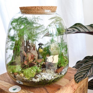 Terrarium kit 3 plants DIY Japanoscope & Jar