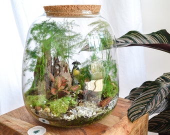 Terrarium kit 3 plants DIY Japanoscope & Jar