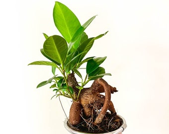 Mini plante terrarium Ficus Microcarpa Ginseng D06