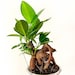 see more listings in the Plantes section