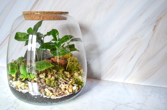 Kit terrarium plante DIY Bonsairium & Bocal - Les Beauxtanistes
