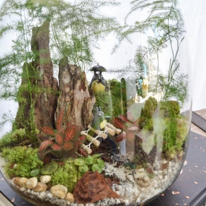 Kit terrarium 3 plantes DIY Japanoscope & Bocal bild 5