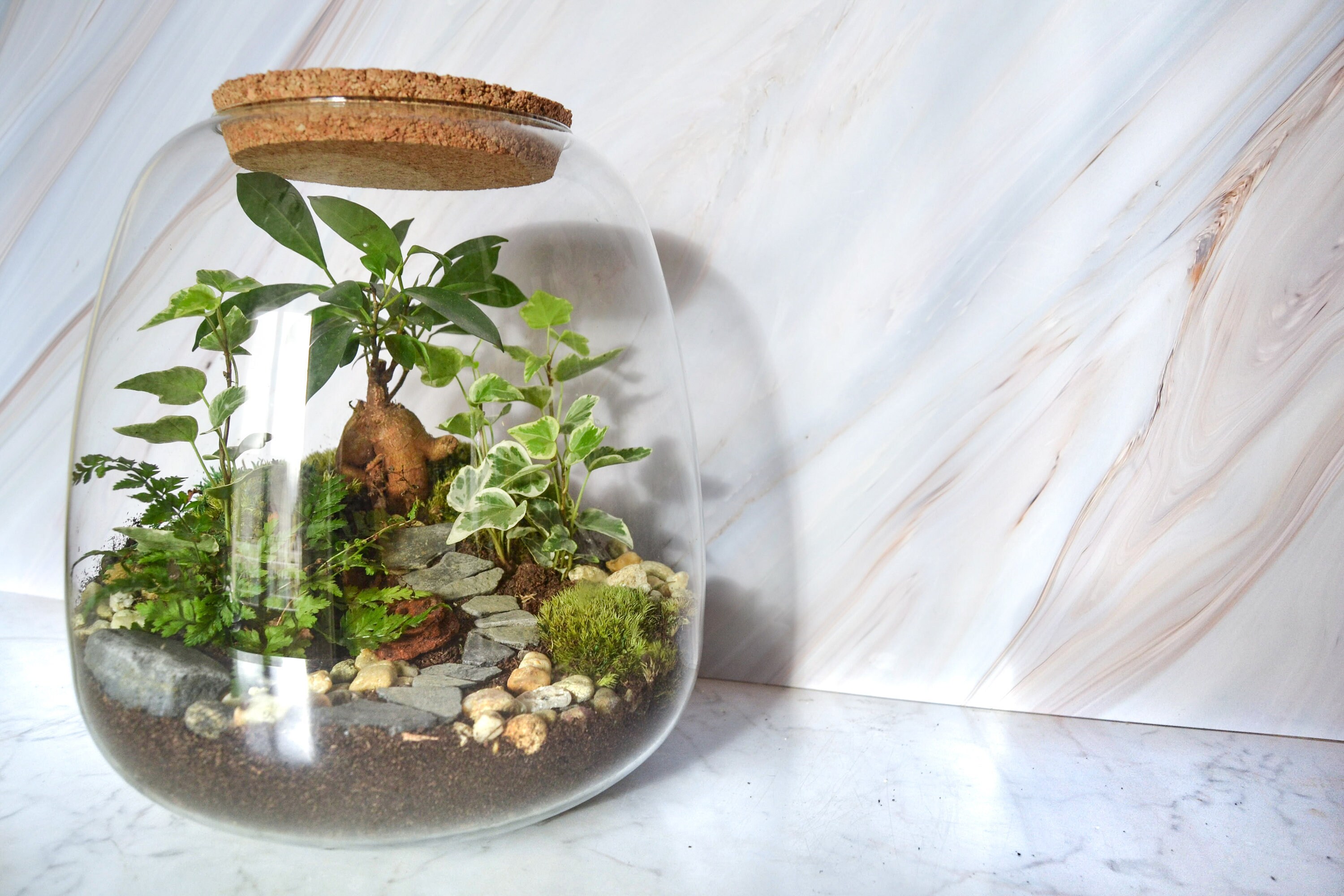 Kit Terrarium 3 Plantes Diy Jardin d'asie & Bocal