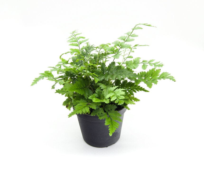 Plante Terrarium Polystichum Tsus Simense