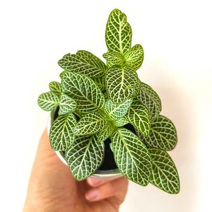 Kit terrarium 3 plantes DIY Japanoscope & Bocal Fittonia Vert