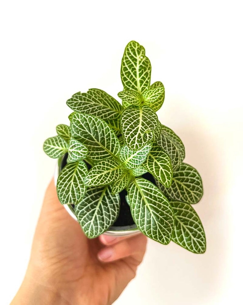 Kit terrarium 3 plantes DIY Japanoscope & Bocal Fittonia Vert
