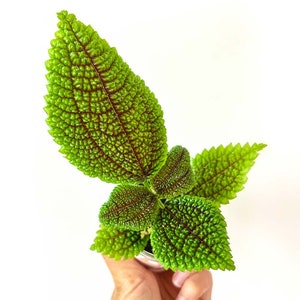 Kit terrarium 3 plantes DIY Japanoscope & Bocal Pilea Involucrata