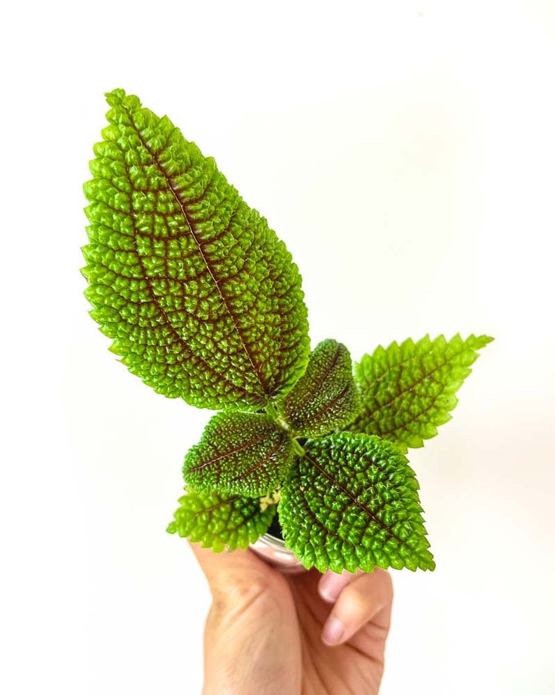 Kit terrarium 3 plantes DIY Japanoscope & Bocal Pilea Involucrata