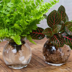 Peut inclure: Deux plantes dans des vases en verre avec de l'eau. La plante à gauche a des feuilles vertes et la plante à droite a des feuilles rouges et vertes.