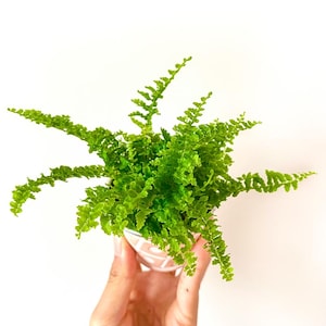 Kit terrarium 3 plantes DIY Japanoscope & Bocal Fougère