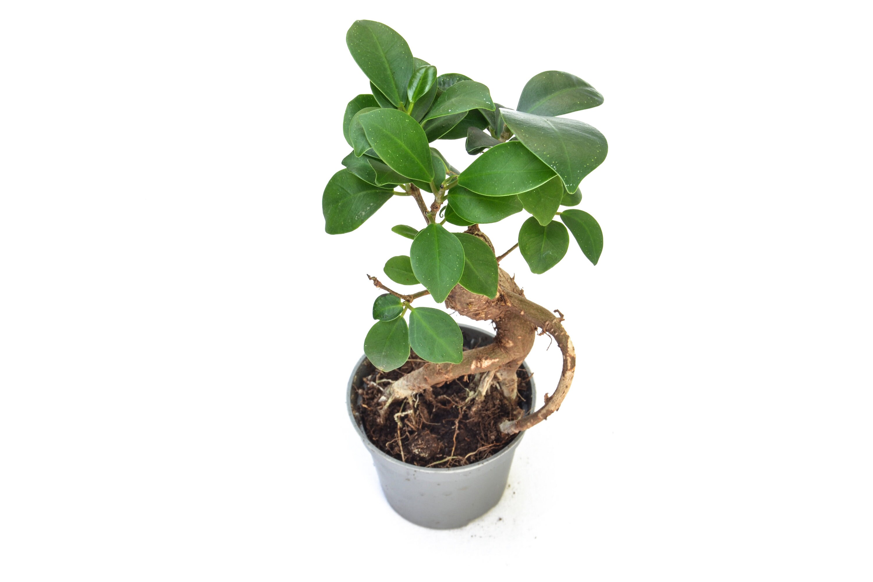 Plante Terrarium Ficus Microcarpa Ginseng