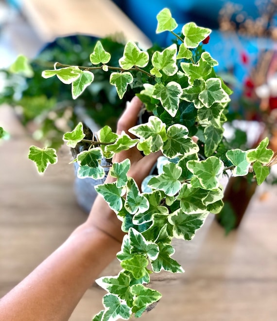hedera care Hedera Ivy Needlepoint | Lovely Plant