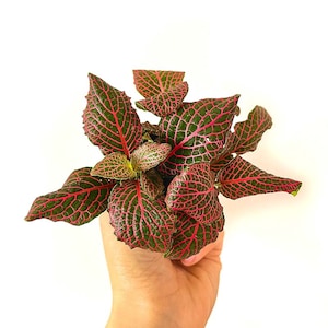 Kit terrarium 3 plantes DIY Japanoscope & Bocal Fittonia Rouge