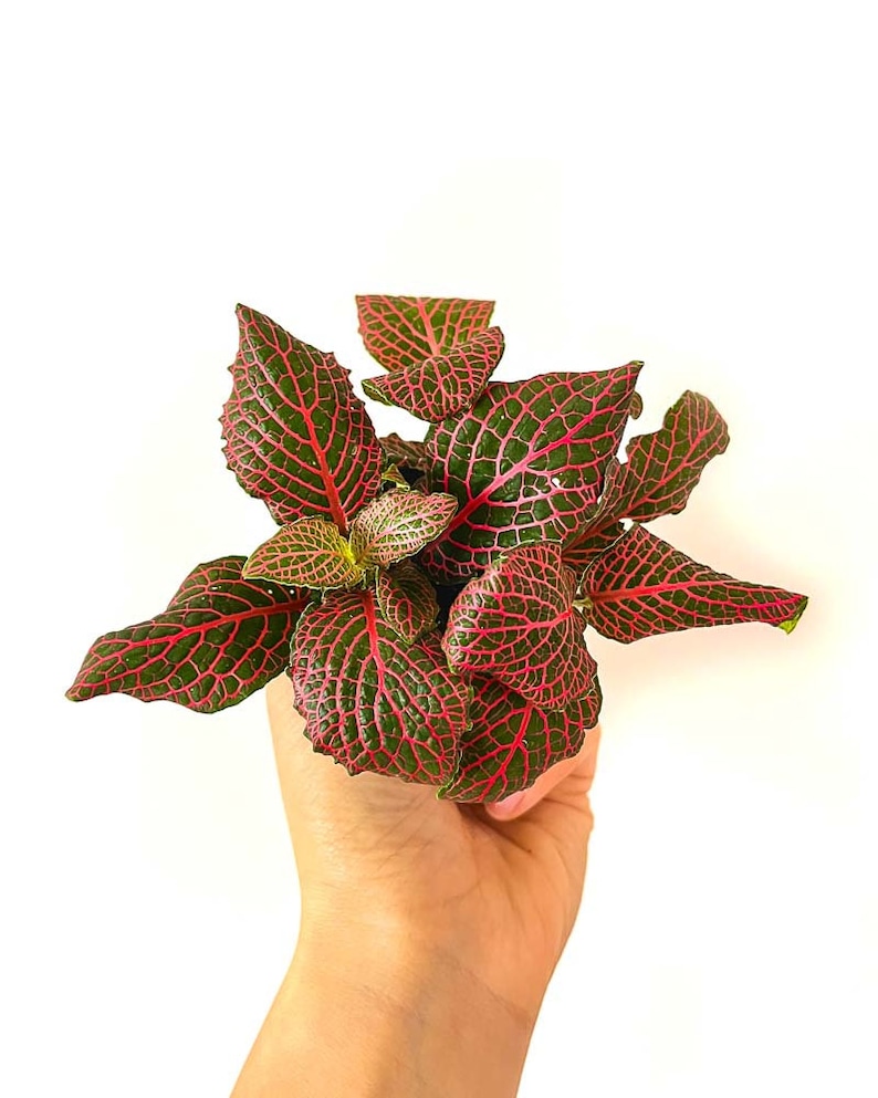 Kit terrarium 3 plantes DIY Japanoscope & Bocal Fittonia Rouge