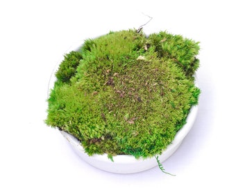 Mosbal terrariumdecoratie