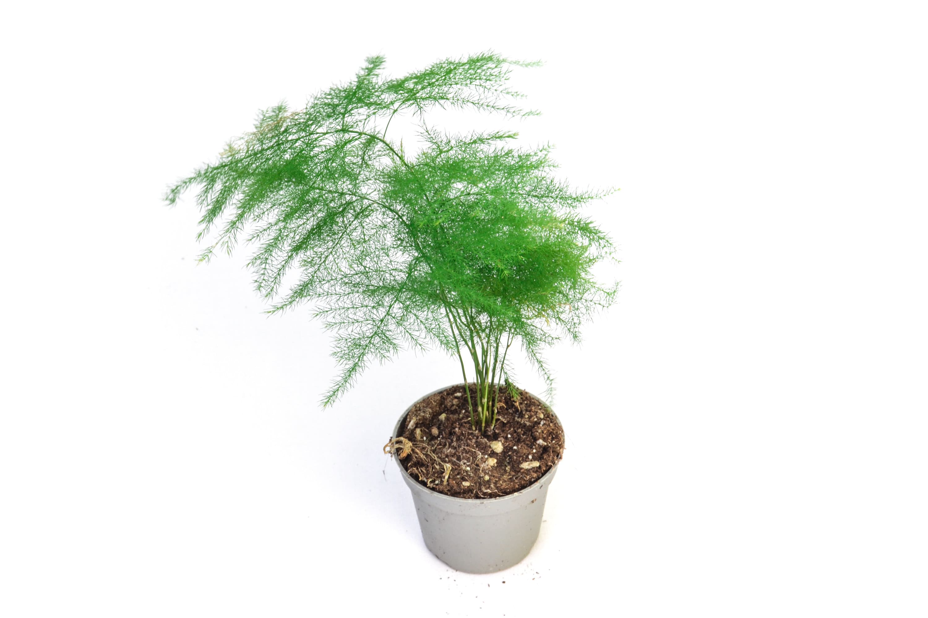 Plante Terrarium Asparagus Plumosus