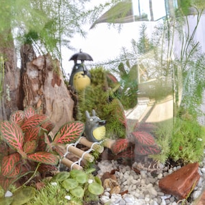 Kit terrarium 3 plantes DIY Japanoscope & Bocal bild 4