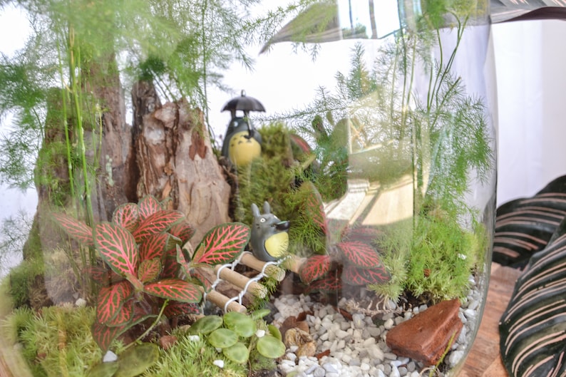 Kit terrarium 3 plantes DIY Japanoscope & Bocal bild 4