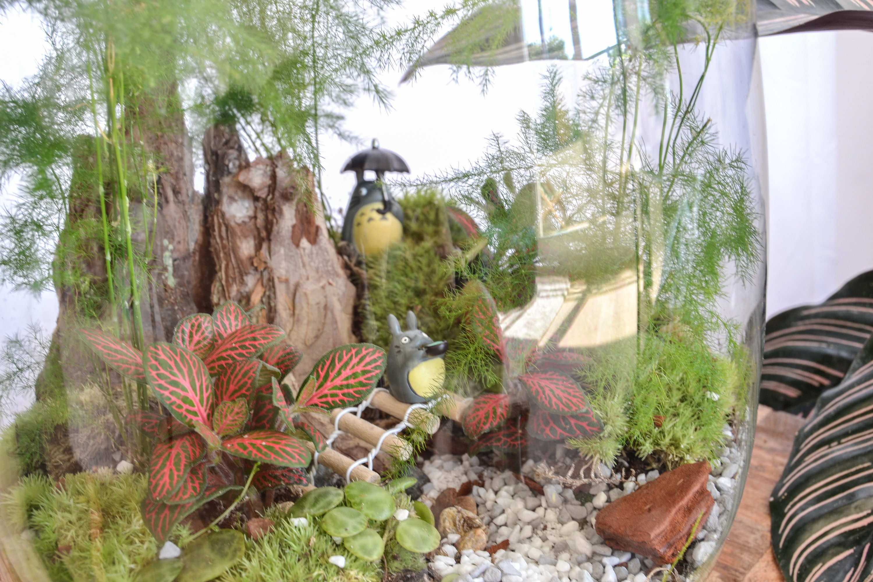Kit terrarium 3 plantes DIY Japanoscope & Bocal - Les Beauxtanistes