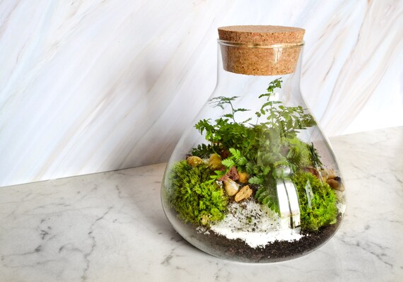 Kit Terrarium 3 Plants DIY Japanoscope & Jar 